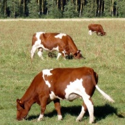 vaches, lait cru