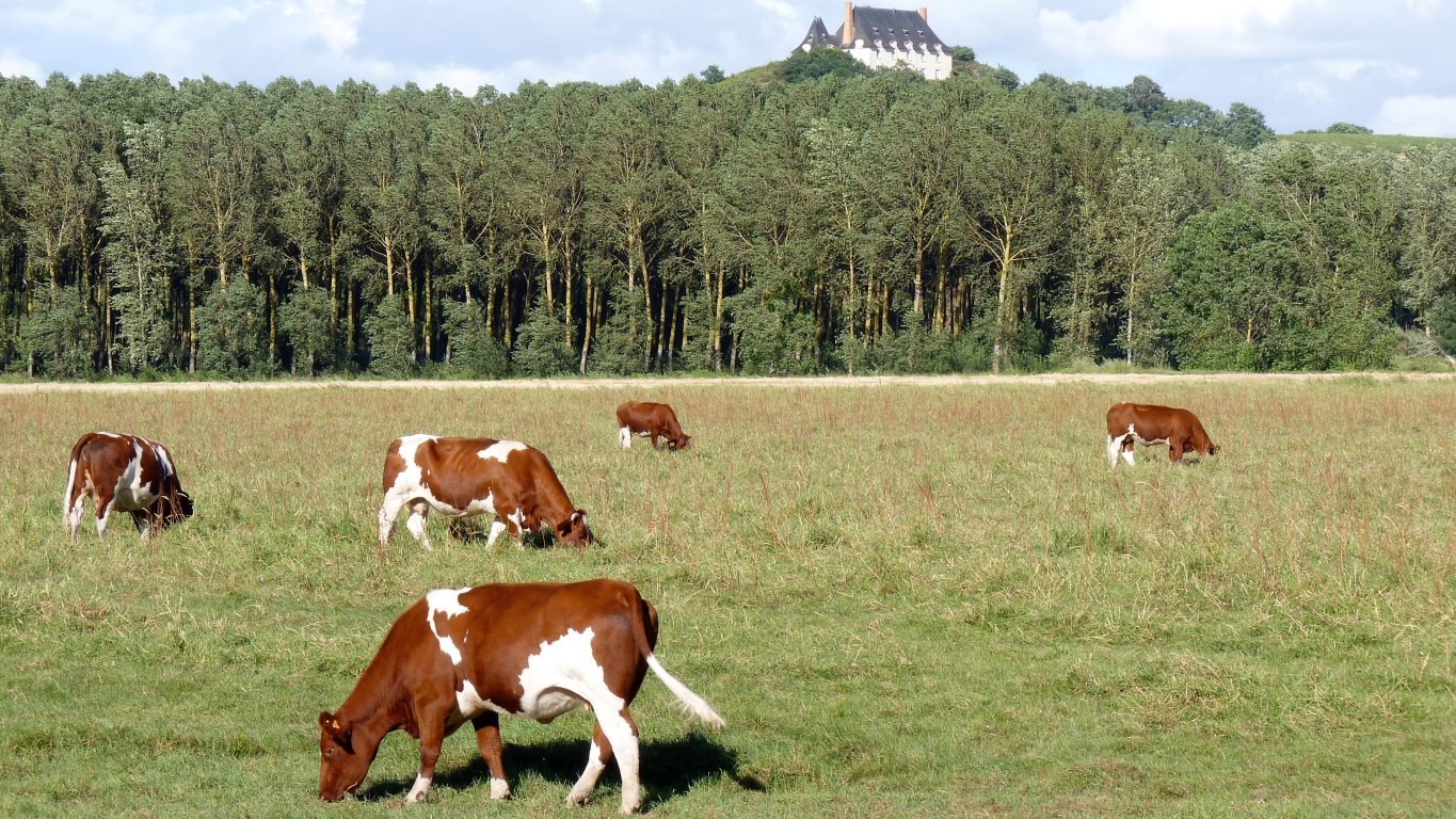 vaches laitieres