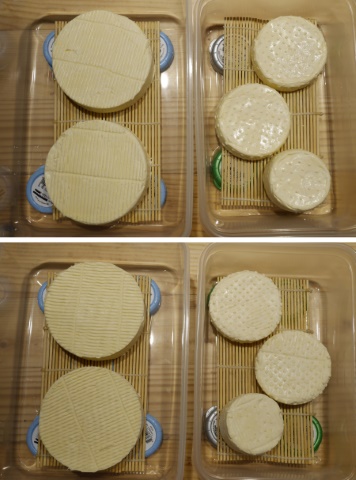 cheeses drying