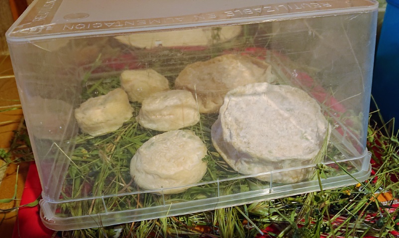 cheese ripening under a box with hay