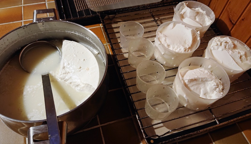 Lactic goat cheese molding