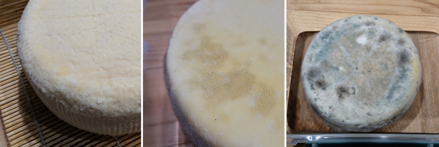 different types of molds on tomme
