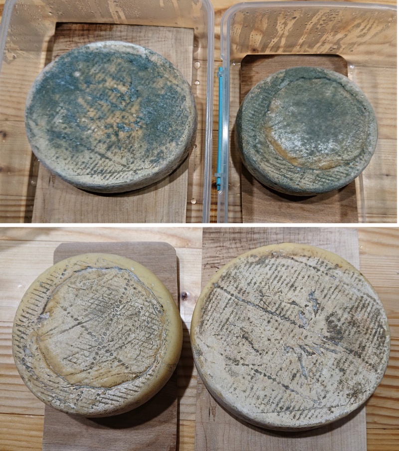 Lavage de la tomme à la saumure