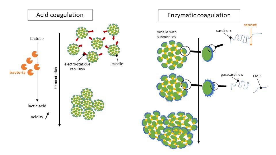 coagulation process