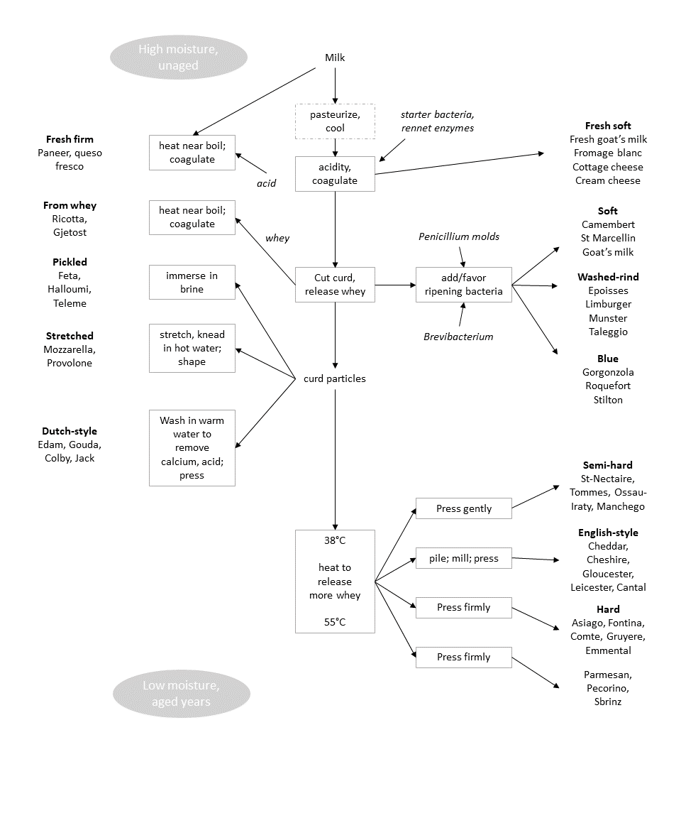 from milk to cheeses