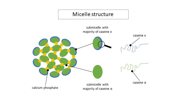 micelle structure