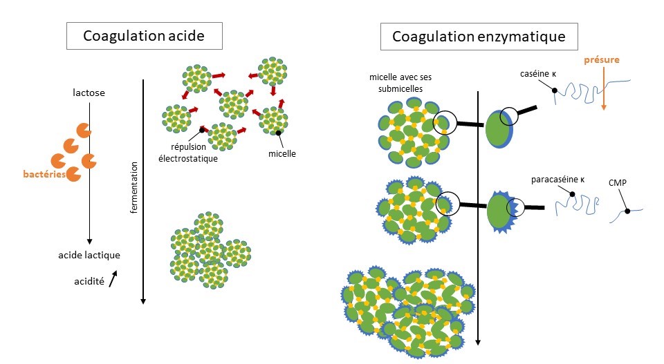 processus de coagulation