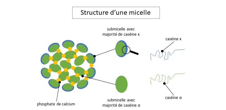 structure d'une micelle